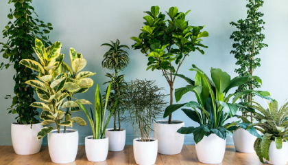 Artificial Plant Importers Brisbane