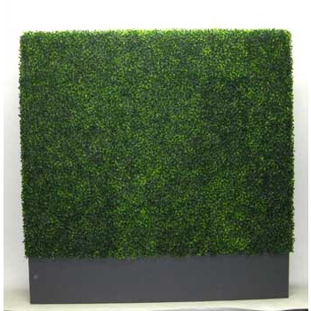 Boxwood hedge in Planterbox