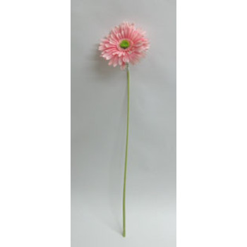 Giant Gerbera