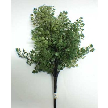 Maiden Hair Fern Bush Promo 