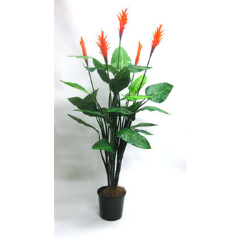 Orange Heliconia