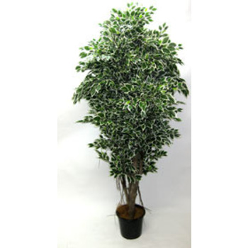 UV Stabilised Double Varigated Ficus Tree