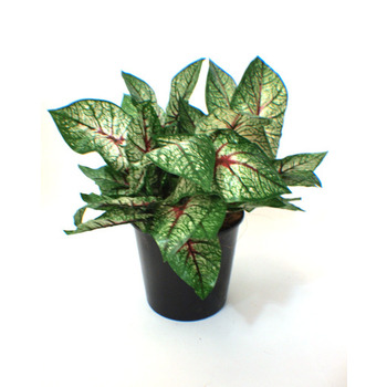 UV Double Red/Green Caladium