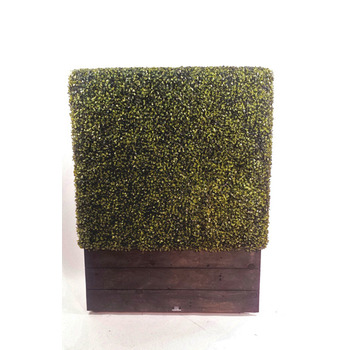 Boxwood  Hedge Planterbox