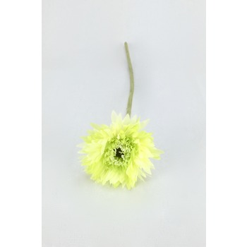 Lime Green Gerbera