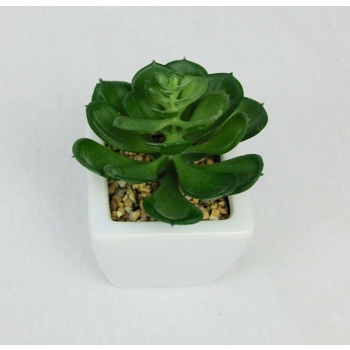 Potted Green Echeveria