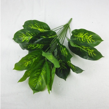 Dieffenbachia Flat Pac