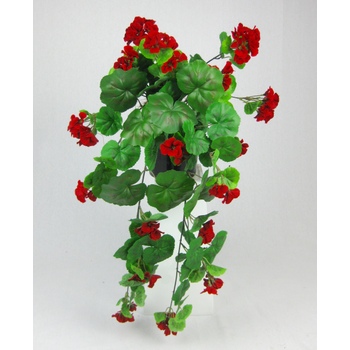 Red Geranium Potted