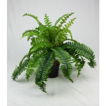 Boston Fern Potted