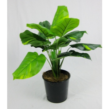 Pothos Plant in pot