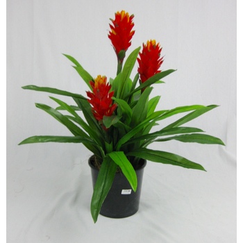 Orange Bromeliad Plant