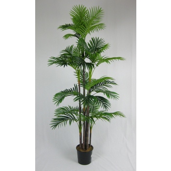 Bamboo Palm