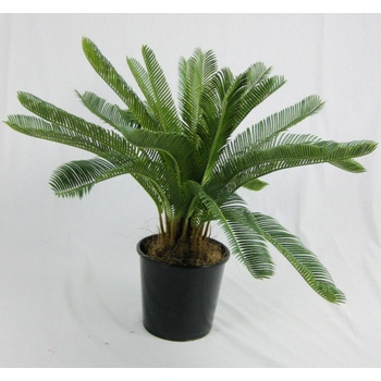 Cycad Palm