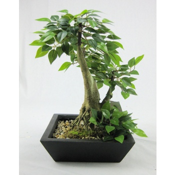 Mini Ficus Bonsai