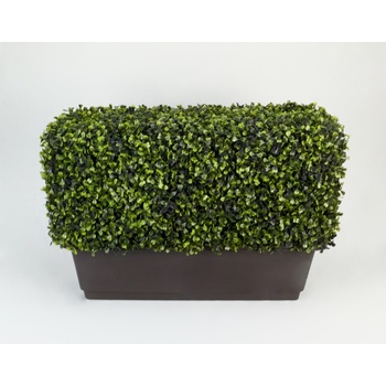 Mini Boxwood Window Hedge