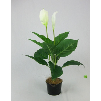 Spathiphyllum