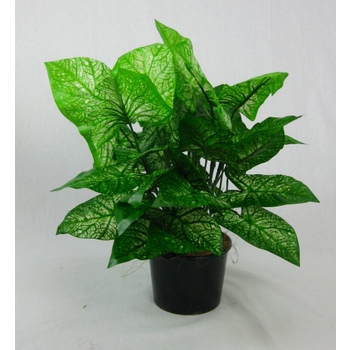 UV Double Caladium Plant