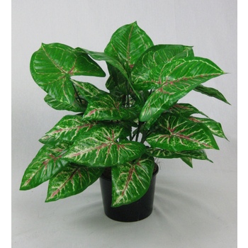 UV Double Red/Green Caladium