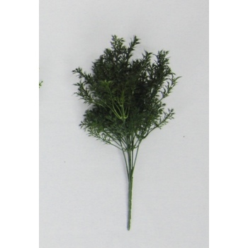 Parsley Herb Bush