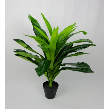 Green Dracaena in pot