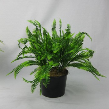 UV Bush Fern