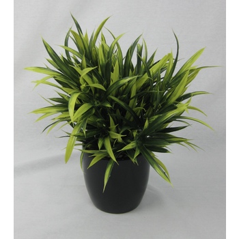 Lime & Olive Grass Pot