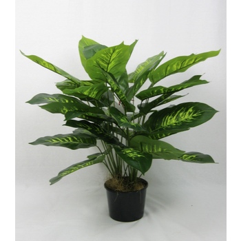 Double Dieffenbachia 