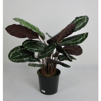 4 Stem Calathea Bush