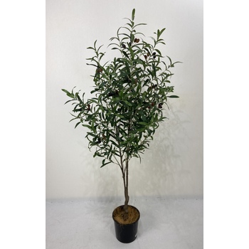 Olive Tree