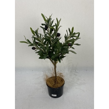 Olive Tree