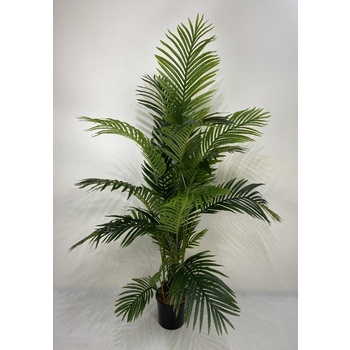 Areca Palm