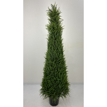 Pencil Pine Tree