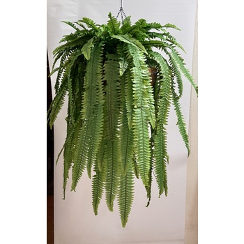 Fern Hanging Basket