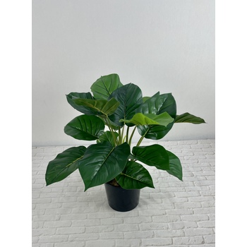 Double Green Pothos