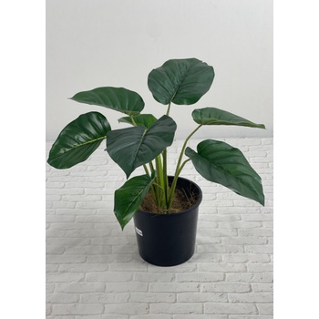 Green Pothos Plant