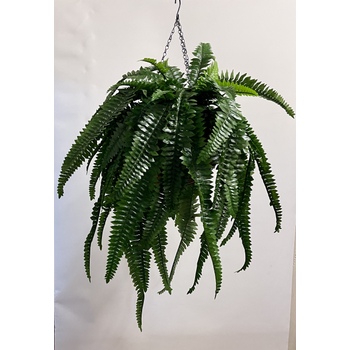 Boston Fern Hanging Basket