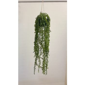 Hanging Air Plant Promo