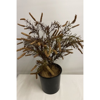 Willowbark Bush Gold and Brown Promo