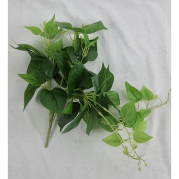 Pothos Flat Pac