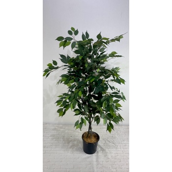 Ficus Tree