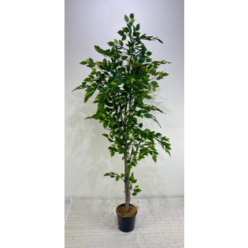 Mini Ficus Tree