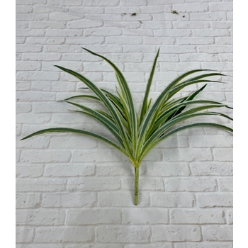 Spider Plant 