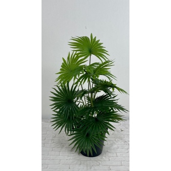 Fan Palm Potted