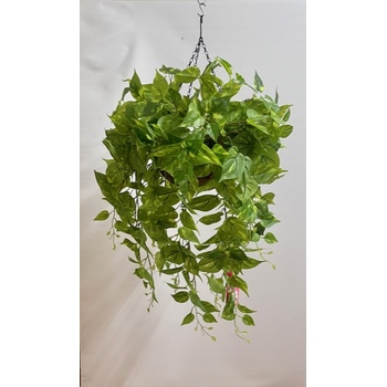 Pothos Trail Hanging Basket