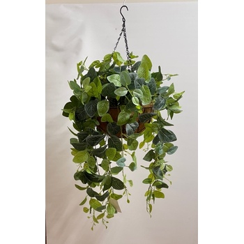 Fittonia Hanging Basket