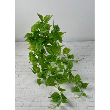 Flat Pack Pothos Bush