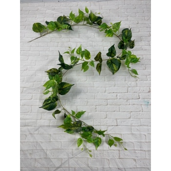 G/Y Pothos Vine