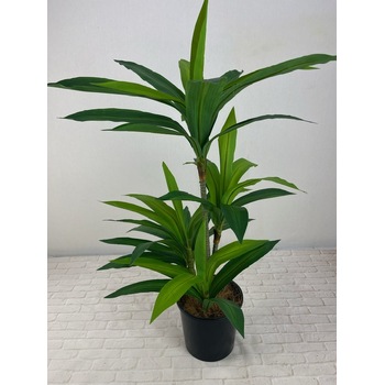 Green Dracena Tree