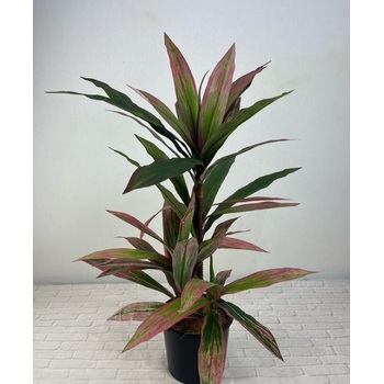 Red Dracena Tree