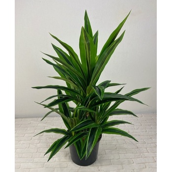 Stripey Dracena Bush